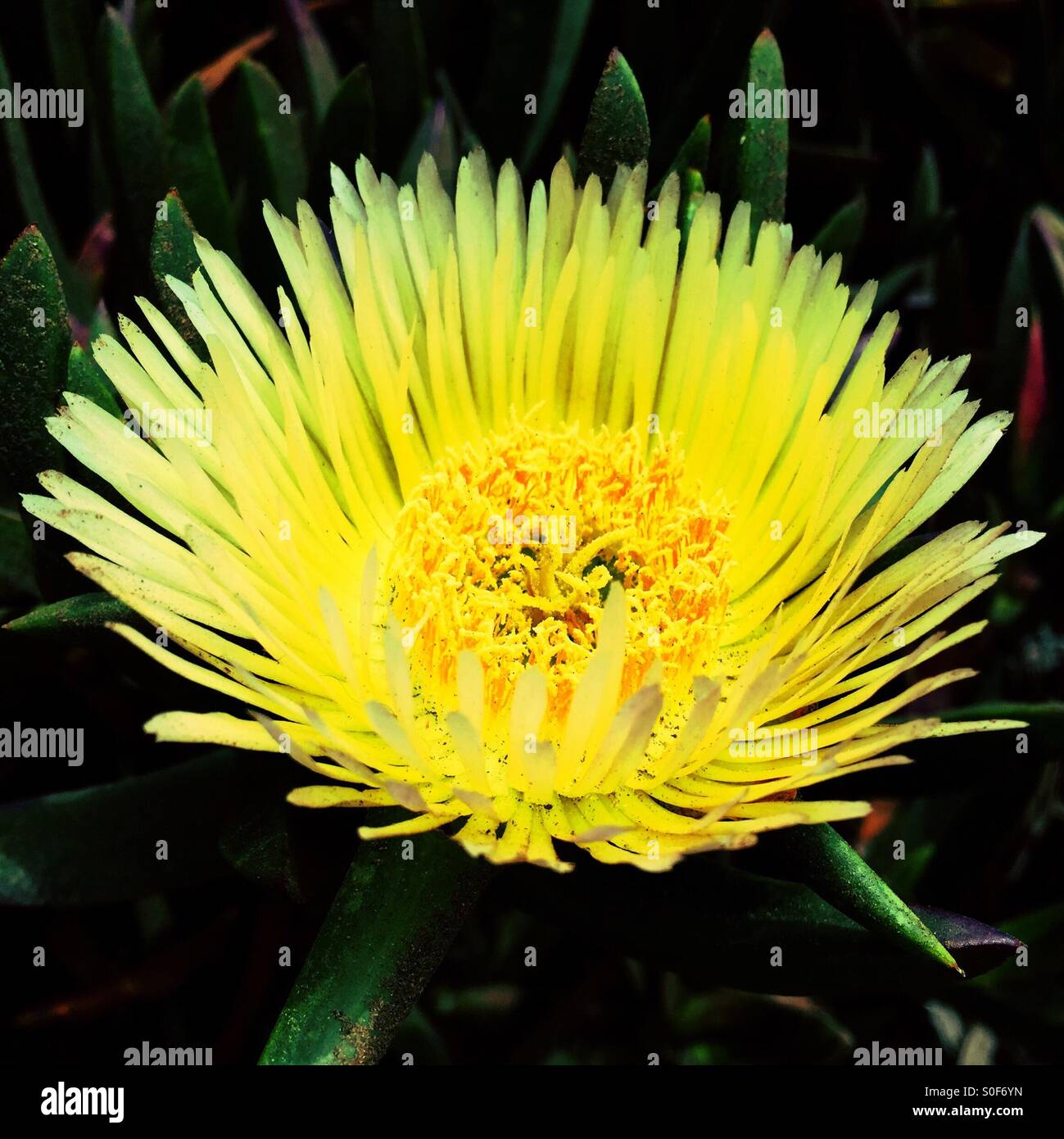 Primavera golden iceplant bloom sulla Northern California Coast - Immagine stock catturata con smartphone