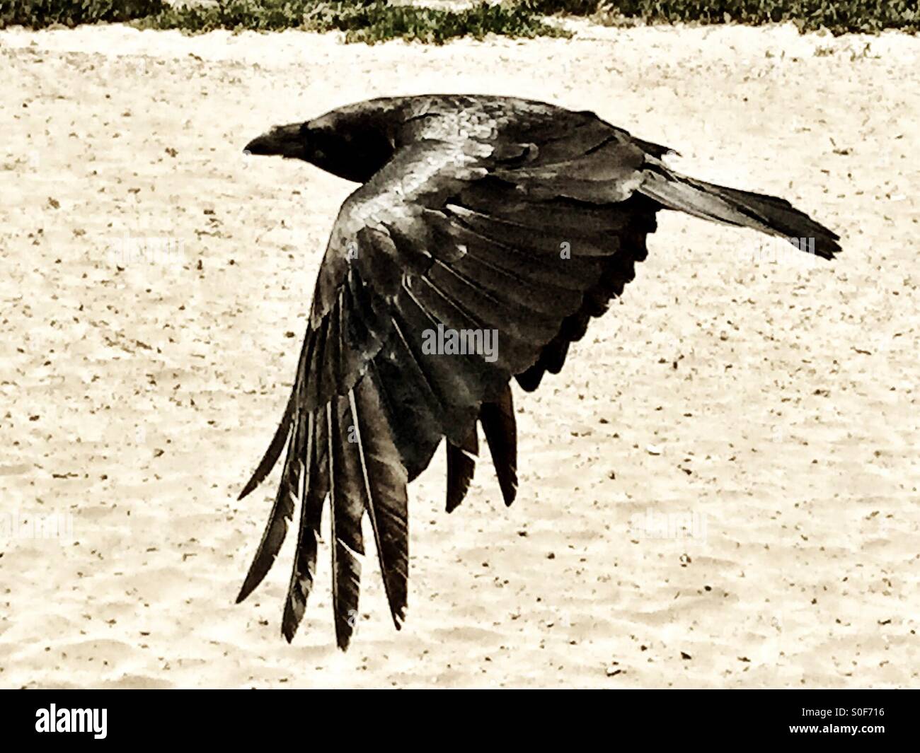 Raven metà ali di volo sparsi in una regione del nord della California beach cliff. - Immagine stock catturata con smartphone