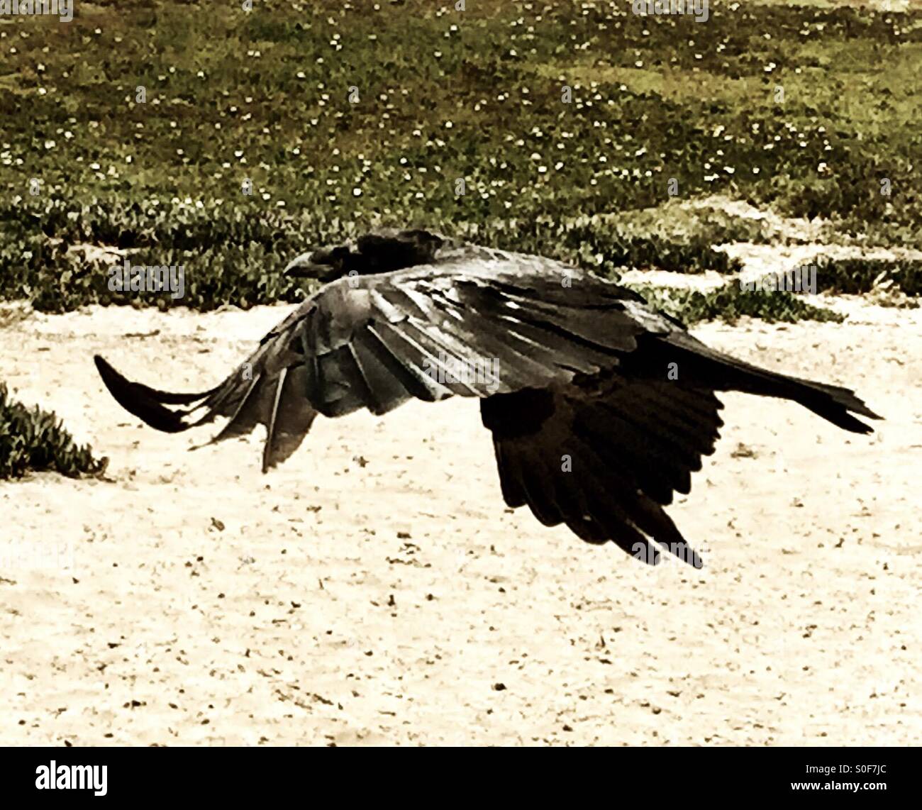 Raven piomba, apertura alare di diffusione. Fort Funston, California, Stati Uniti d'America. Foto Stock
