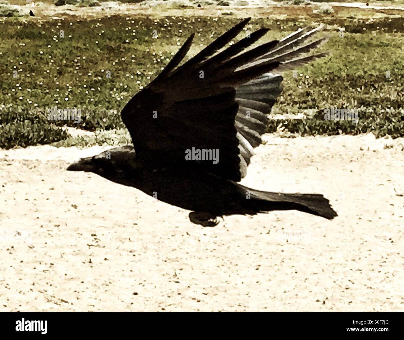 Raven si eleva, le ali di diffondere pienamente. Fort Funston, California, Stati Uniti d'America. - Immagine stock catturata con smartphone
