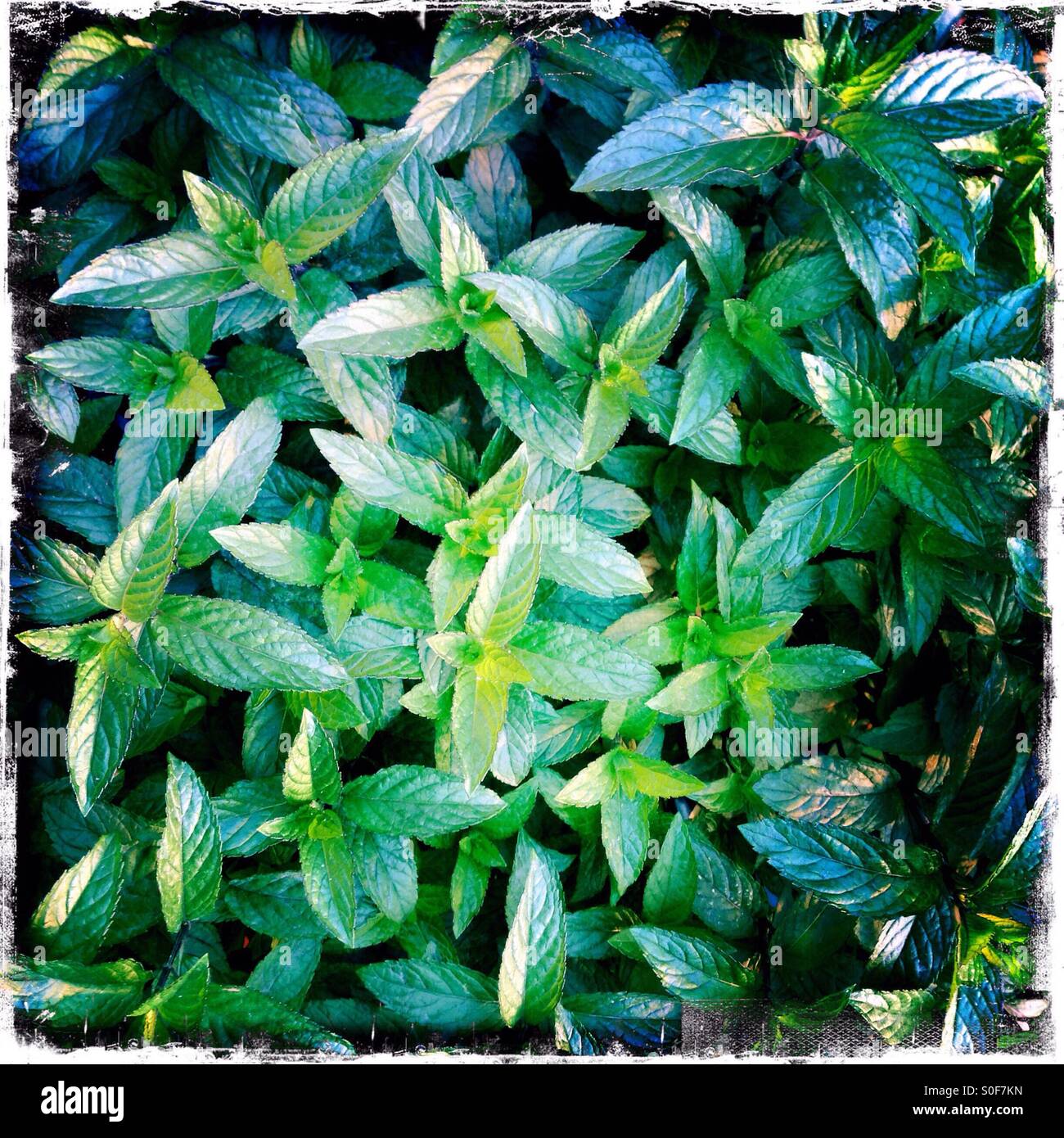 Menta verde Foto Stock