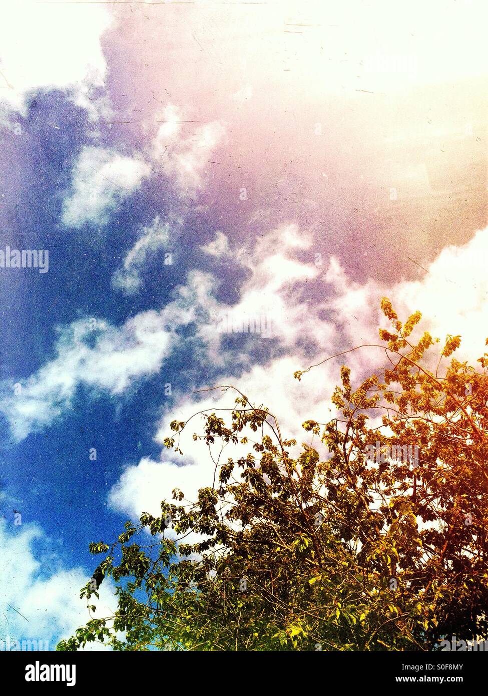 Tree contro un cielo blu Foto Stock