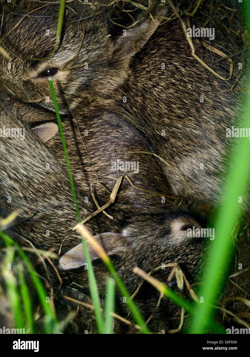 Cotone conigli di coda nel gruppo Foto Stock