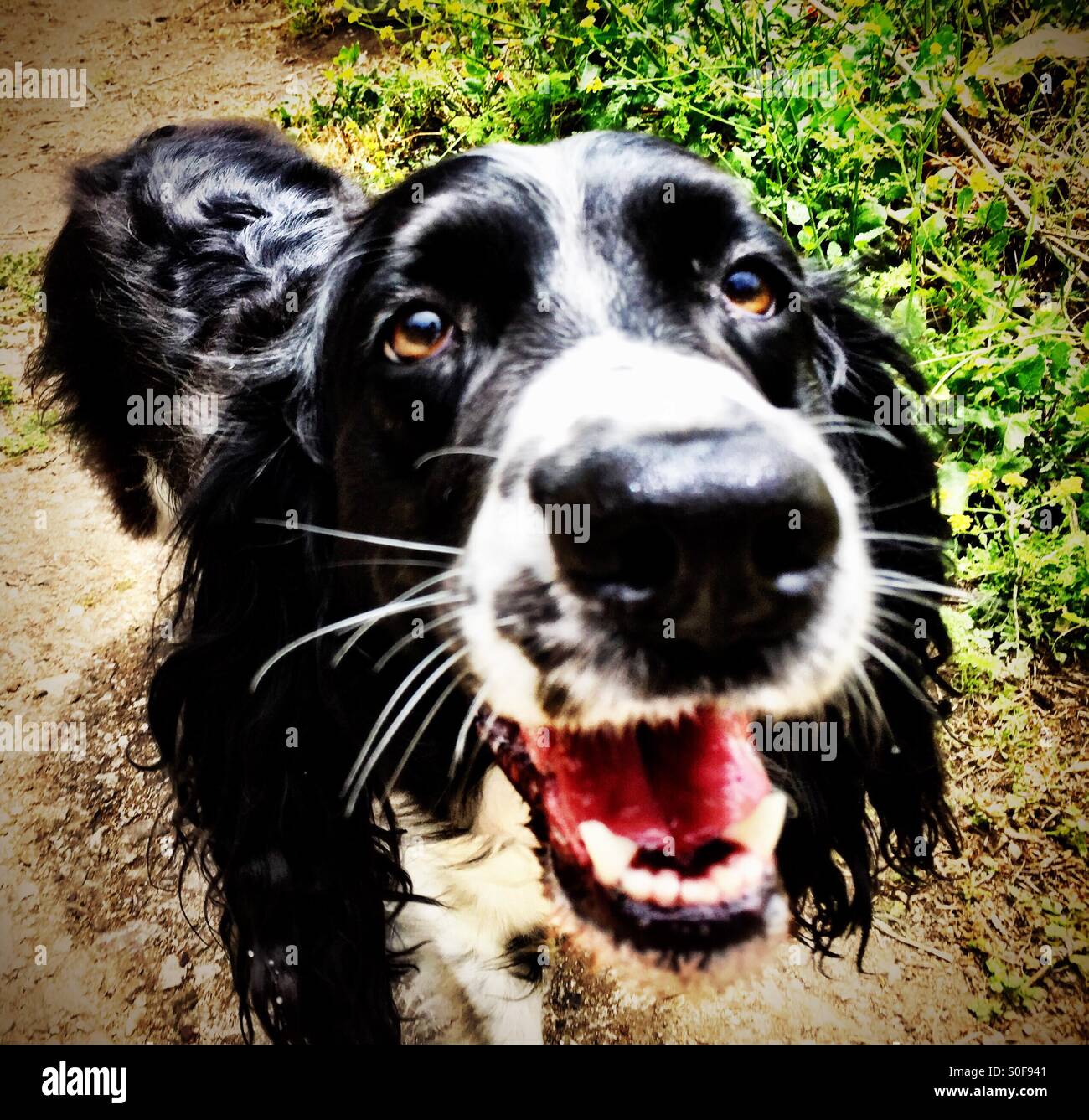 Primo piano di un felice English Springer Spaniel volto della ragazza. Foto Stock