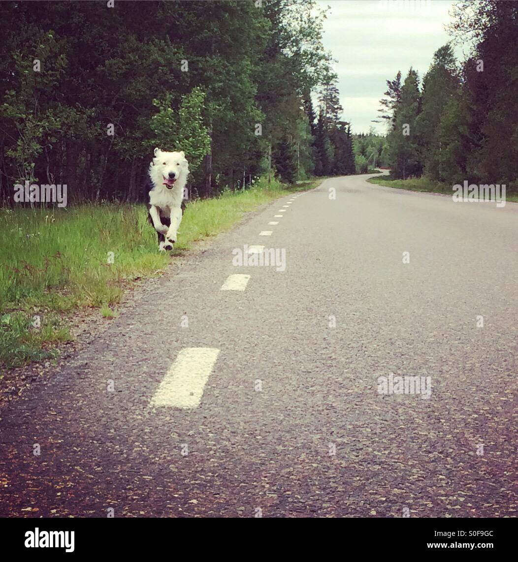 Cane bianco è in esecuzione e la fuoriuscita - Immagine stock catturata con smartphone