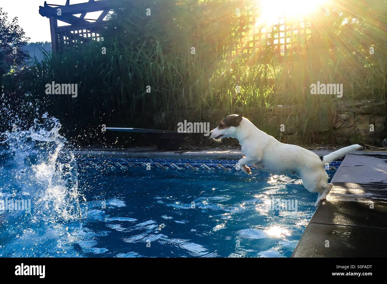 Cane, in piedi sulle zampe posteriori spingendo fuori dal bordo di una piscina, circa a saltare in acqua. La bassa luce del tramonto rende l'acqua e vegetazione del cortile bagliore intorno a lei. - Immagine stock catturata con smartphone