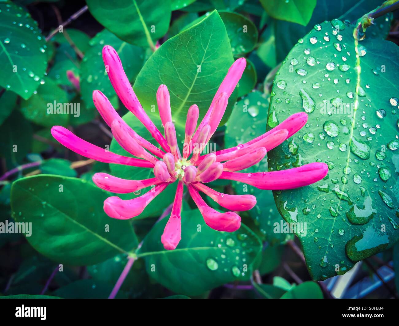 Honeysuckle rosa, Lonicera hispidula, fresco come una margherita, dopo la pioggia., Ontario, Canada. Concettuale per freschezza, rinnovamento, rigenerazione, natura, incontaminato, all'aperto, rinfrescante, solitario, perfezione Foto Stock