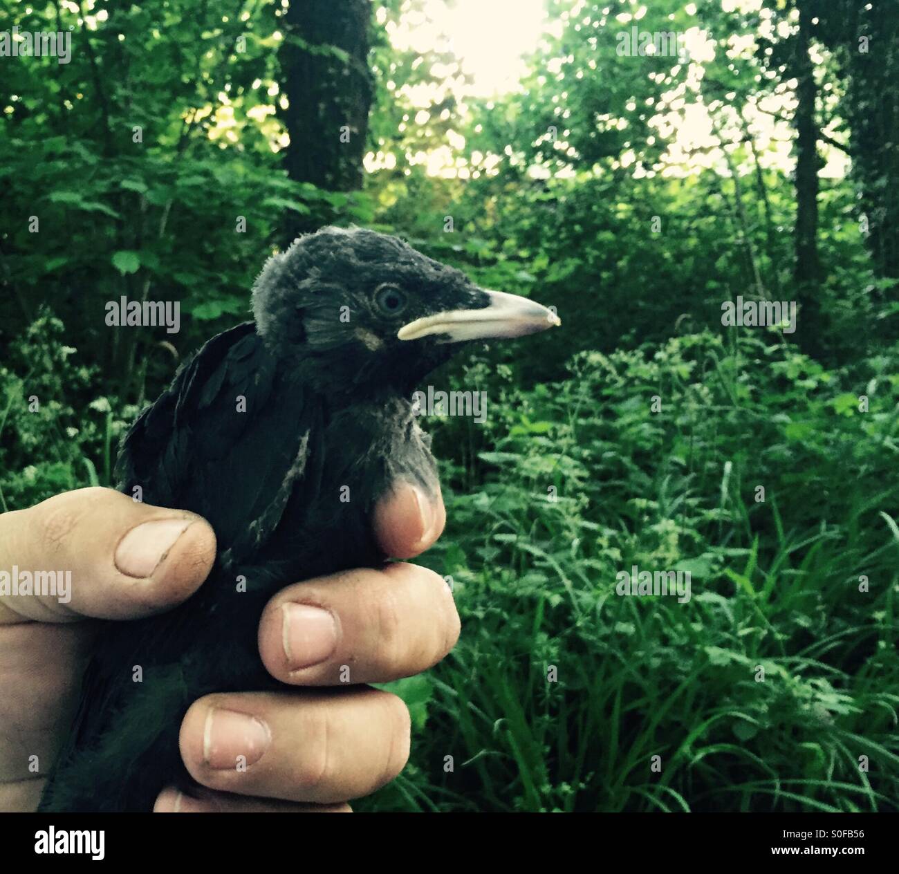 Baby crow che cadevano in una struttura ad albero. - Immagine stock catturata con smartphone