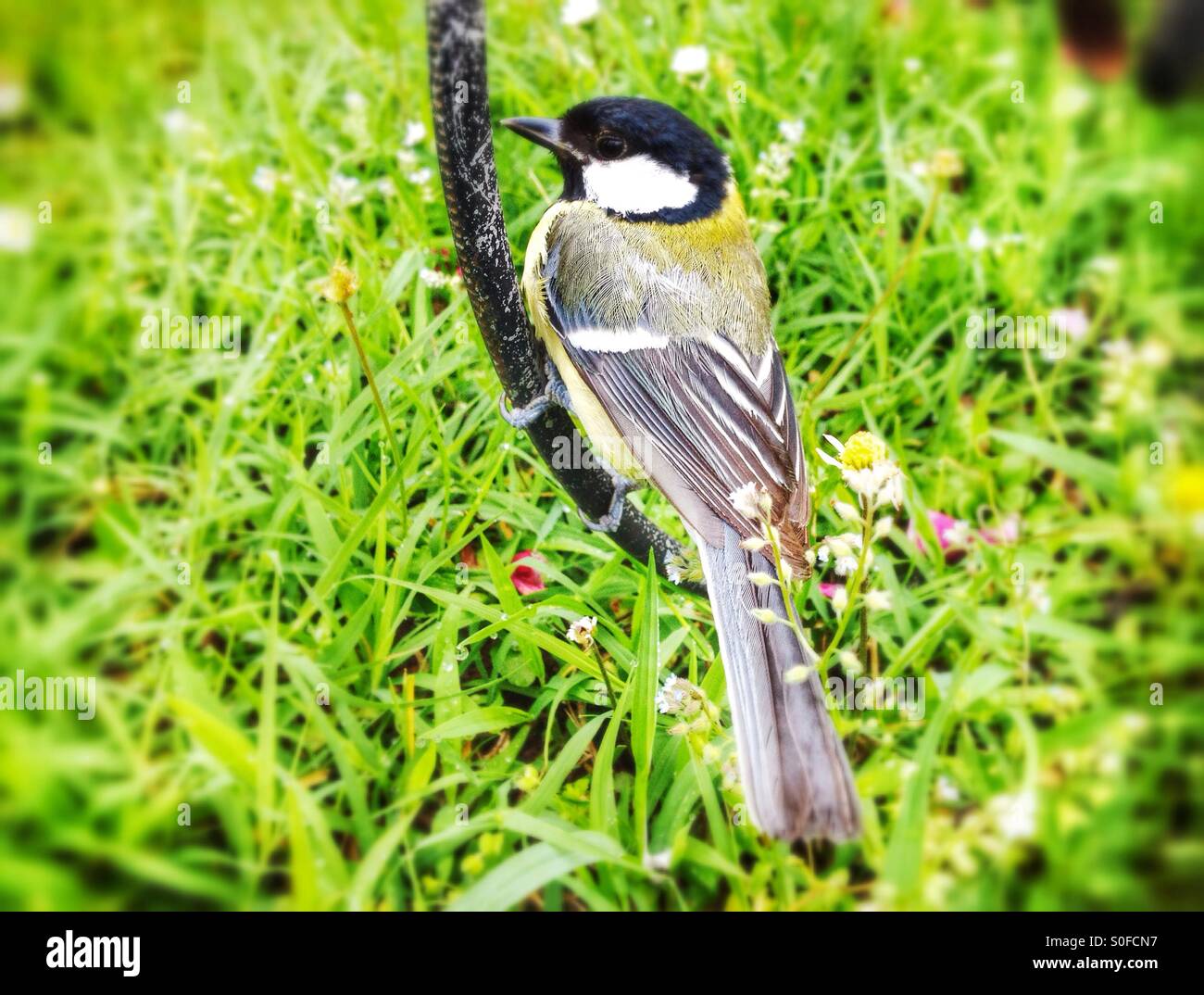 Cinciallegra Parus major Foto Stock