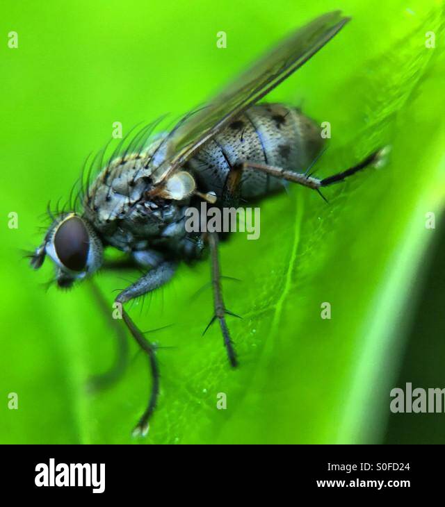 Macro di una mosca domestica appoggiata su una foglia verde brillante - Immagine stock catturata con smartphone