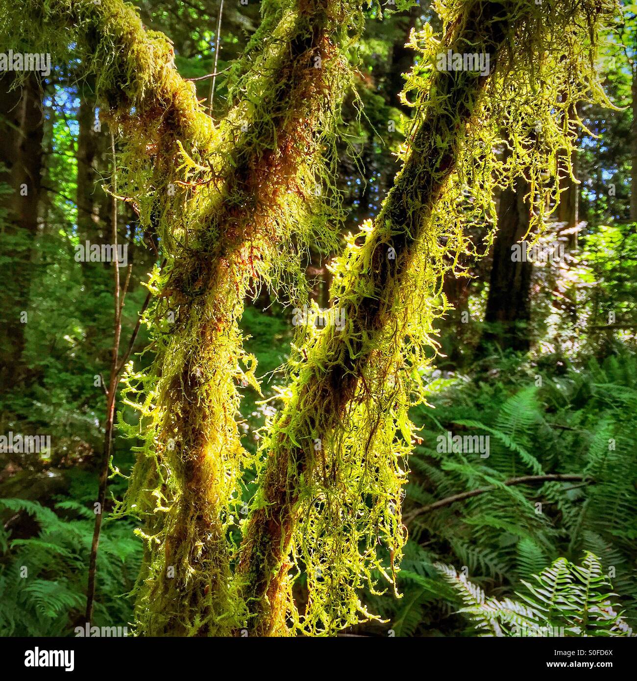 Moss retroilluminato cresce nei boschi vicino a Olympia, Washington. Foto Stock
