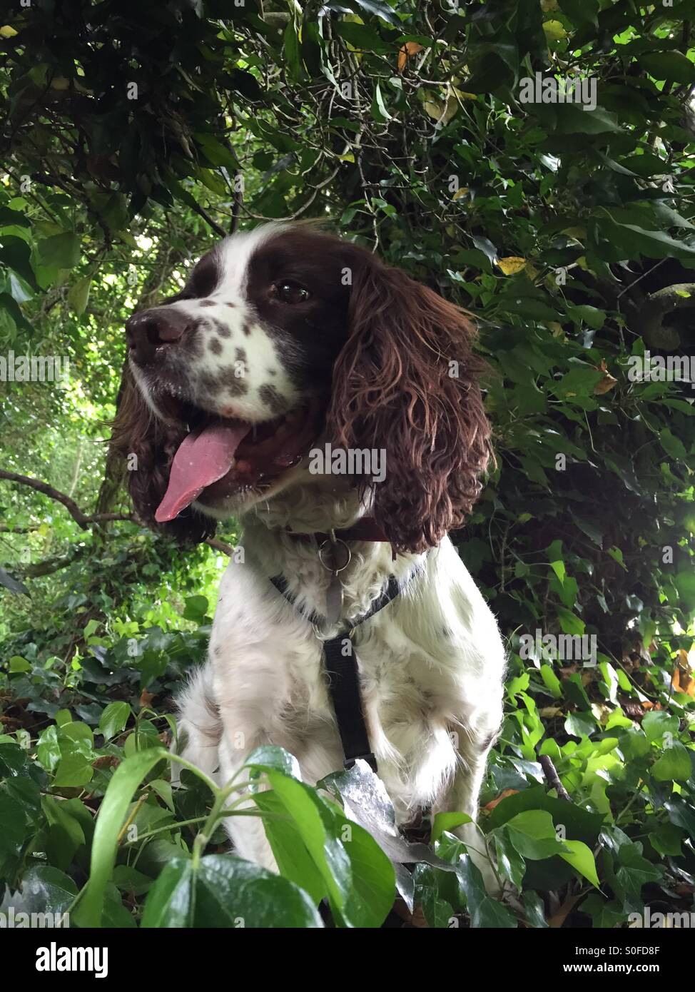 Springer Spaniel - Immagine stock catturata con smartphone