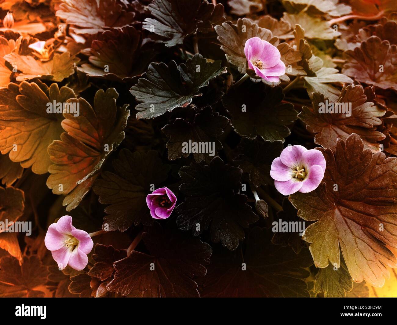 Rosa Cranesbill Spice Foto Stock