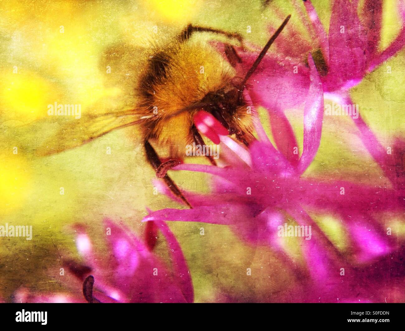 Bee impollinatori un allium fiore Foto Stock