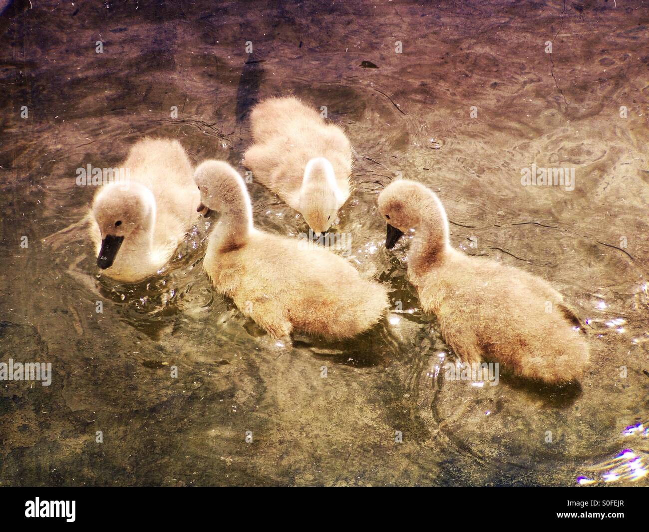 Cygnets su un lago - Immagine stock catturata con smartphone