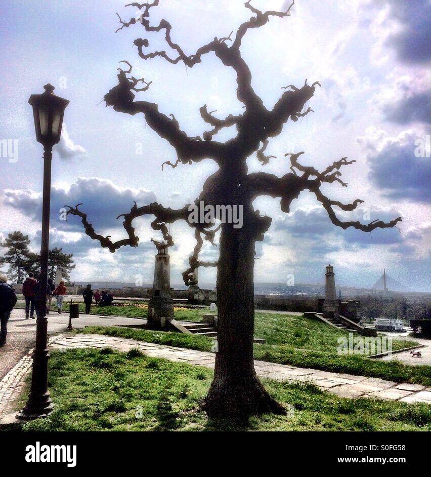 Albero, Parco Kalemegdan, Belgrado, Serbia Balcani Foto Stock