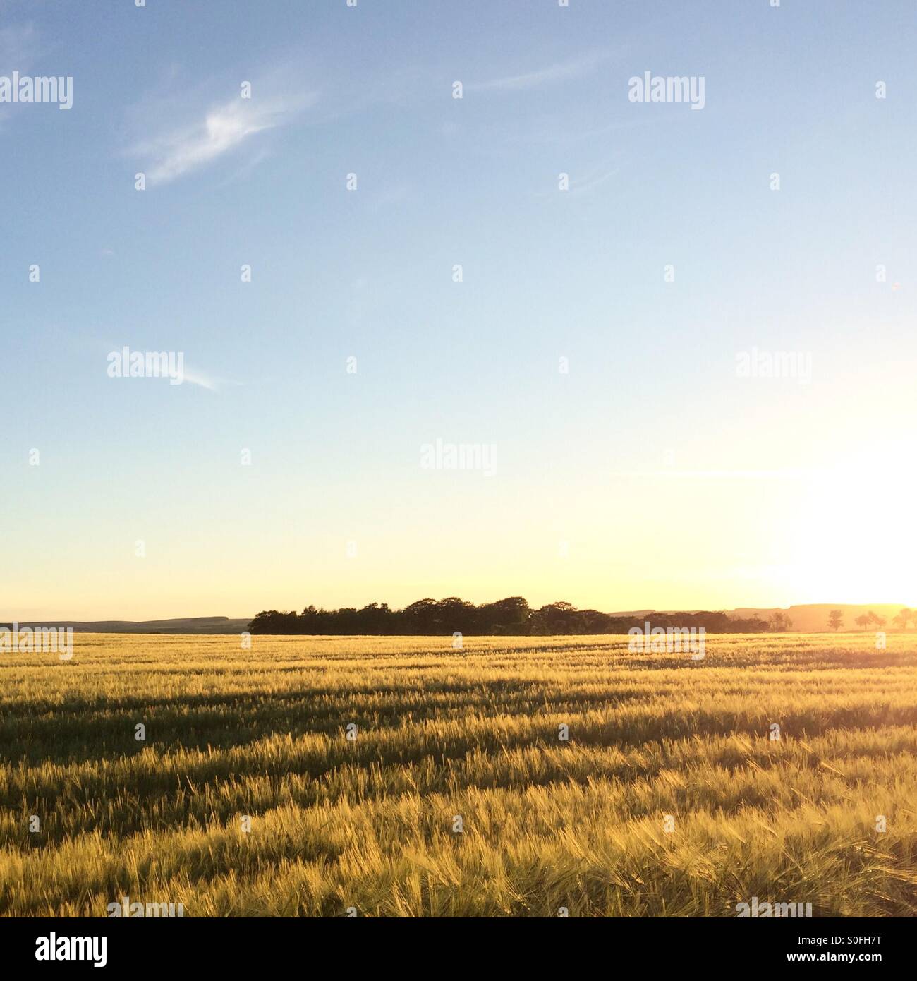 Un campo di orzo in serata sole estivo, Northumberland, Regno Unito. - Immagine stock catturata con smartphone
