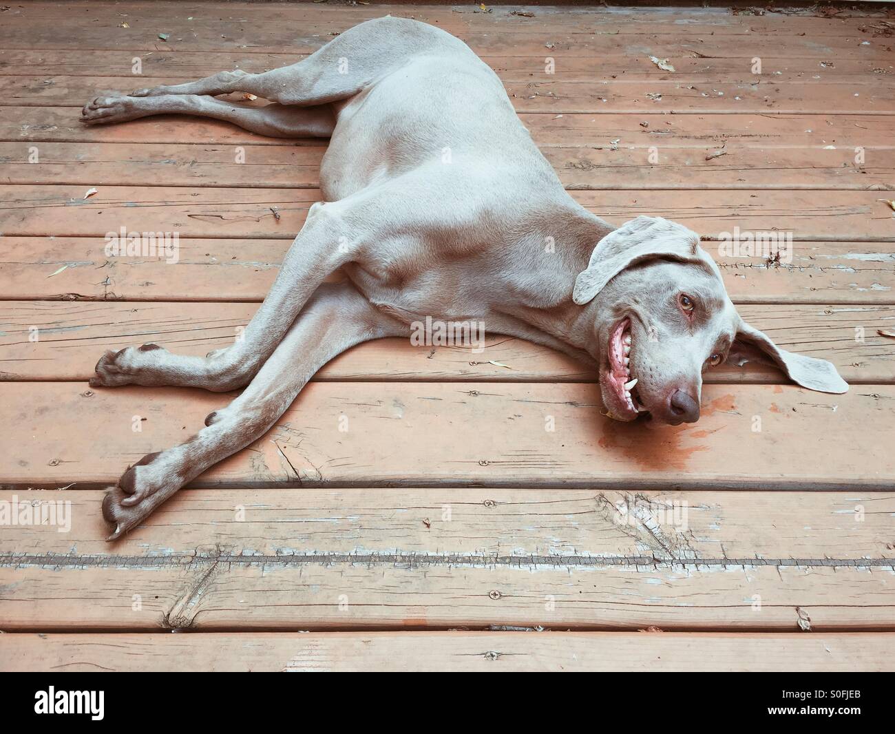 Weimaraner Lazy Dog Foto Stock