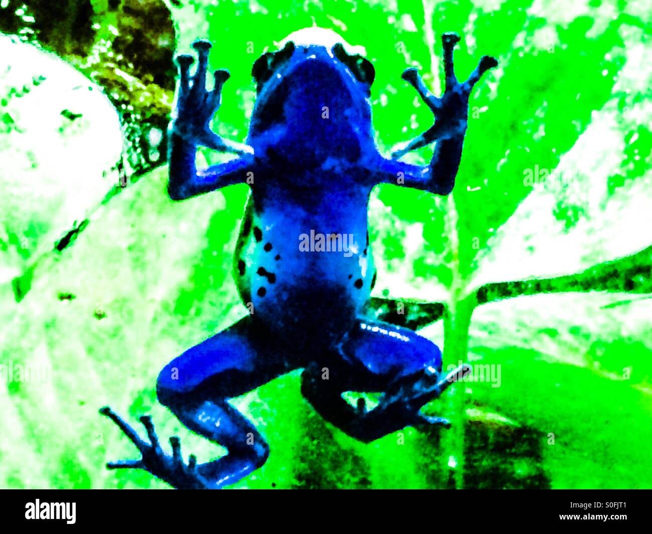 Blue poison dart frog (dendrobatidae) Foto Stock