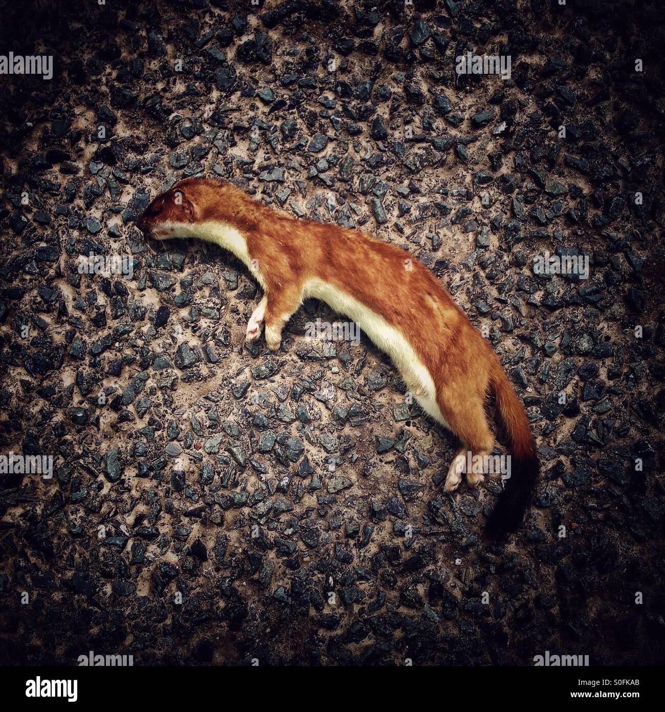 Ermellino morto in strada Foto Stock