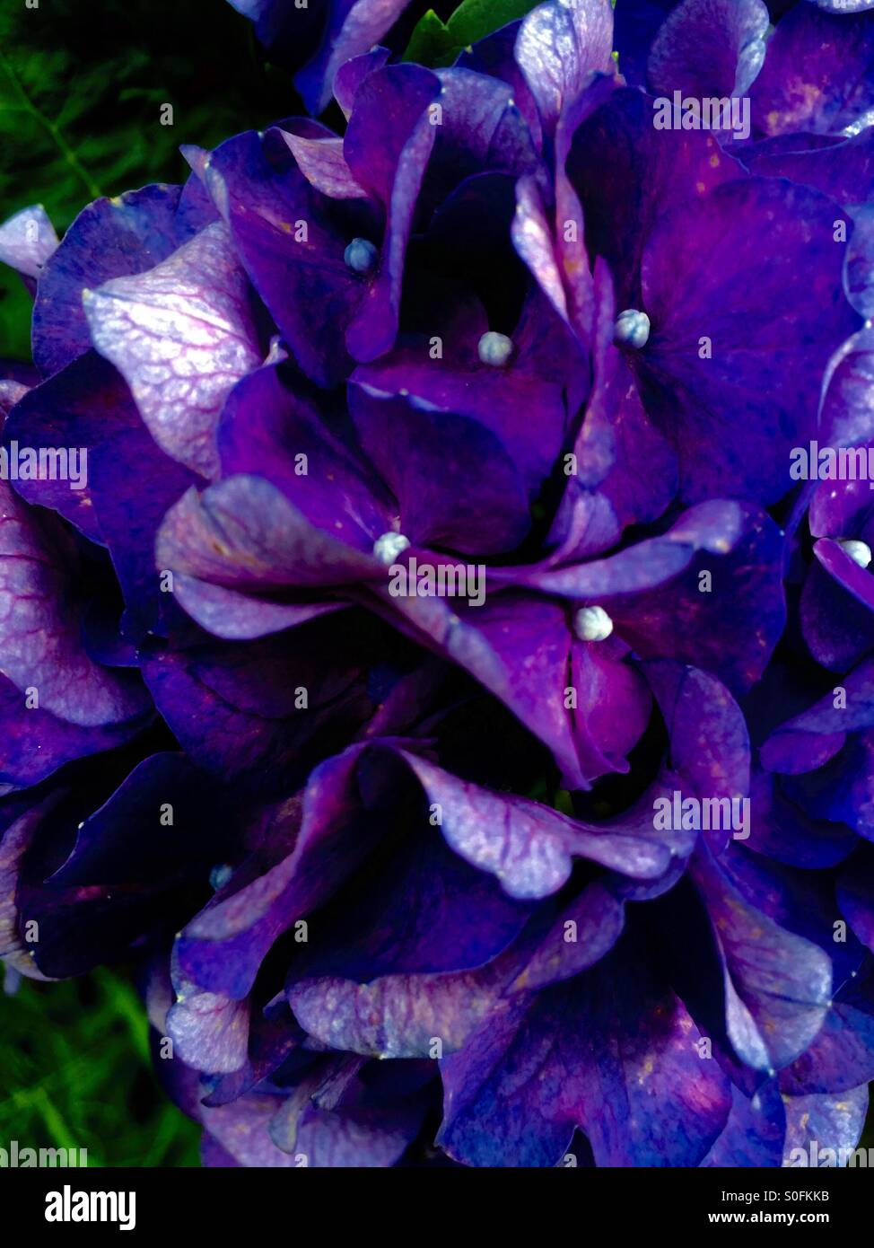 I fiori delle ortensie. Foto Stock