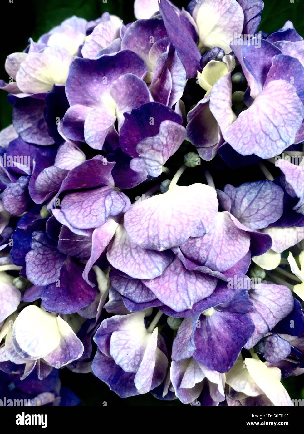 I fiori delle ortensie. Foto Stock