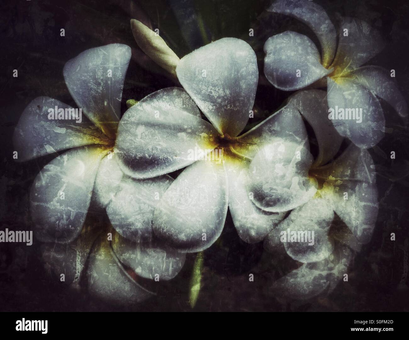 Fiori in primavera. Foto Stock