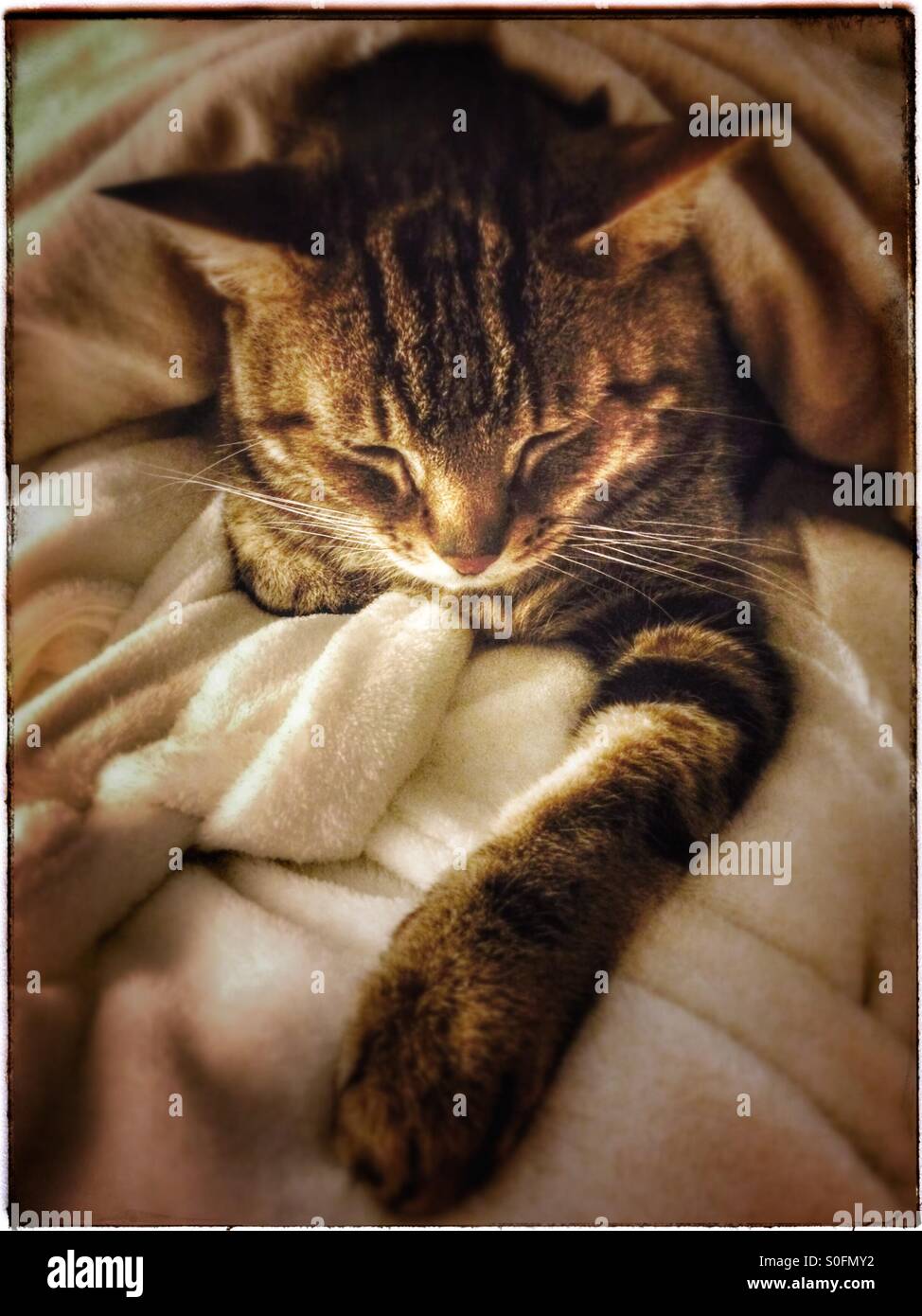 Gatto di sonno. Foto Stock