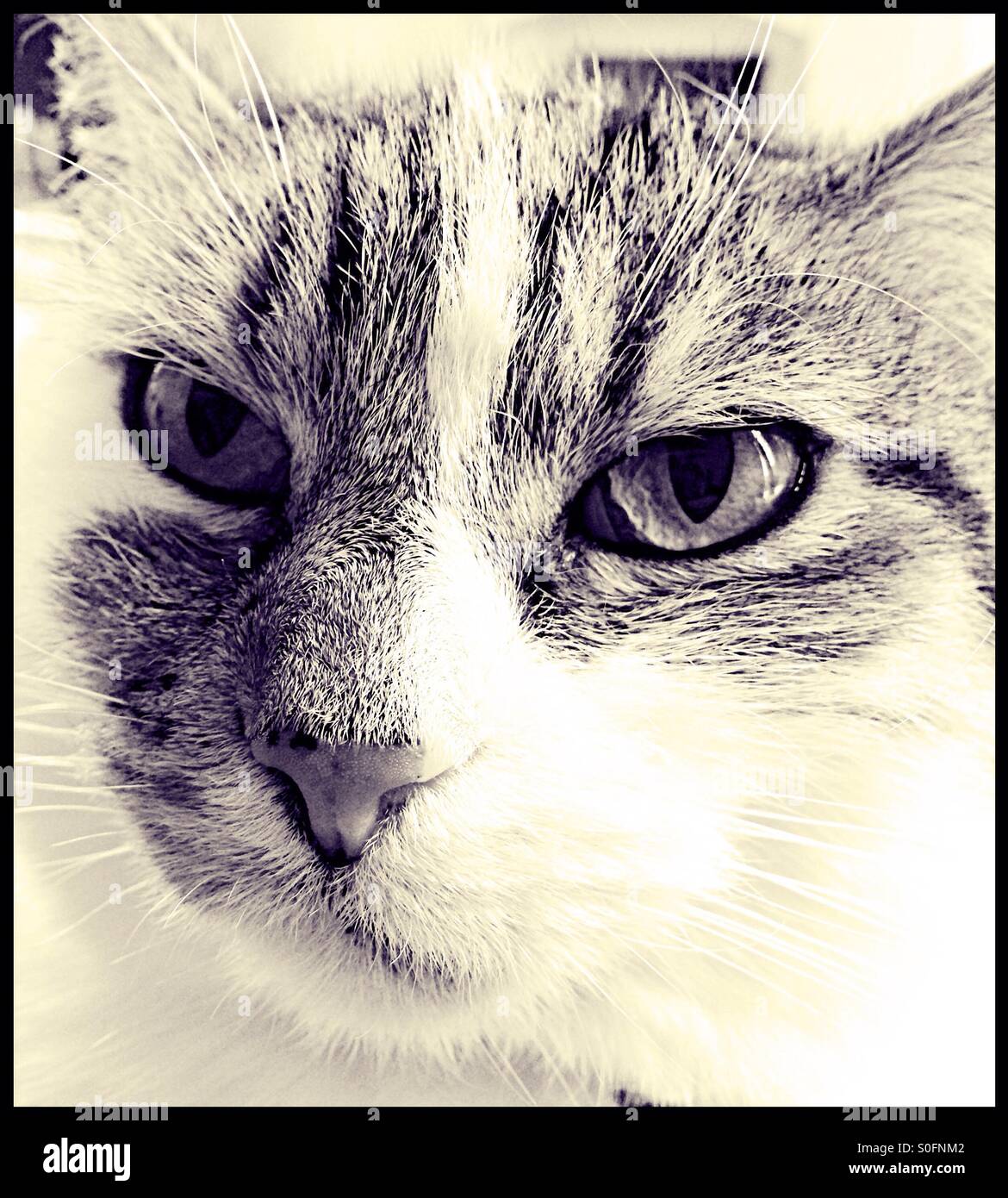Tabby Cat del viso. Foto Stock