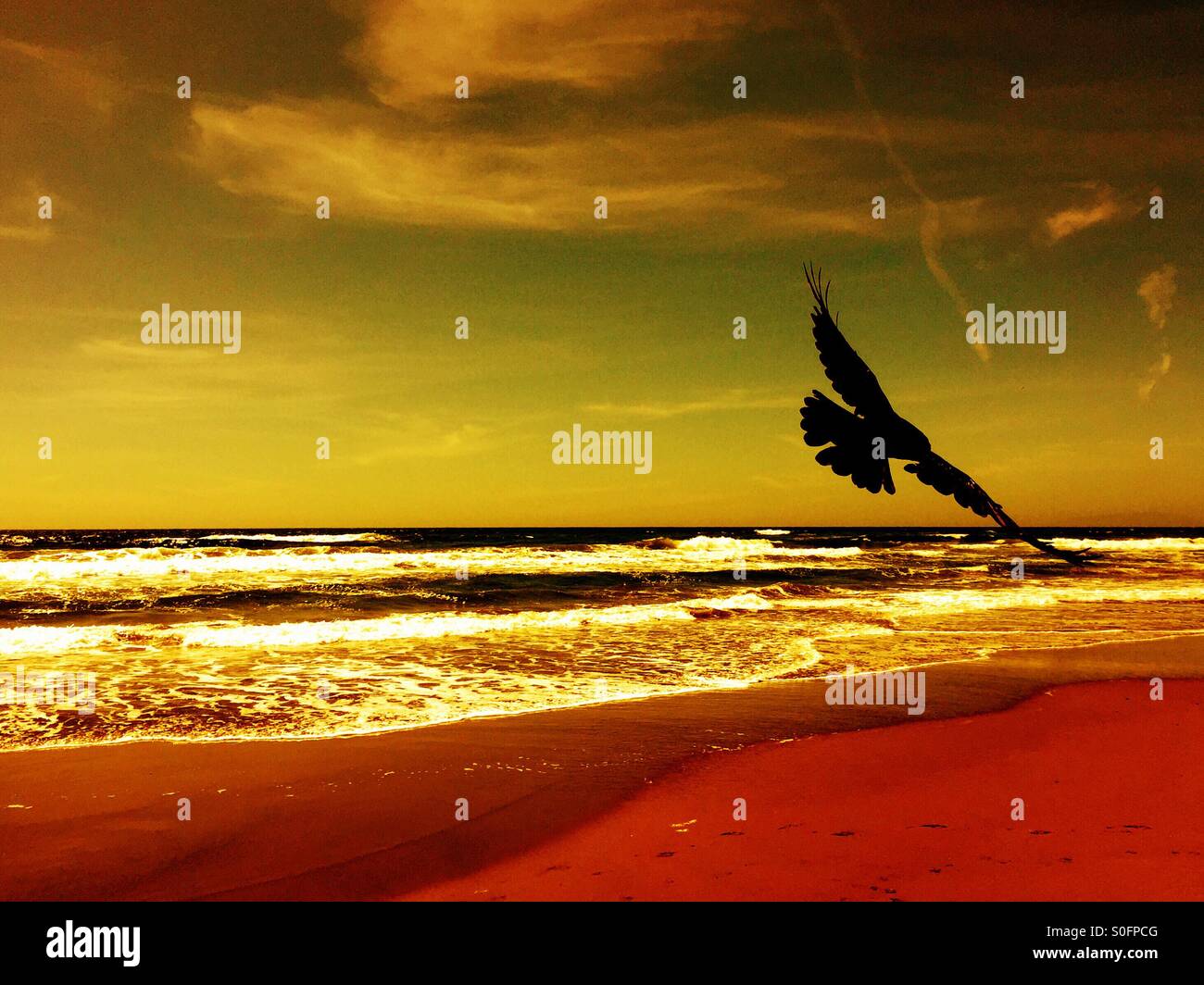 Uccelli costieri soaring lungo la riva, ricerca. Tramonto su una regione del nord della California beach. Luminosi riflessi off onde. Foto Stock