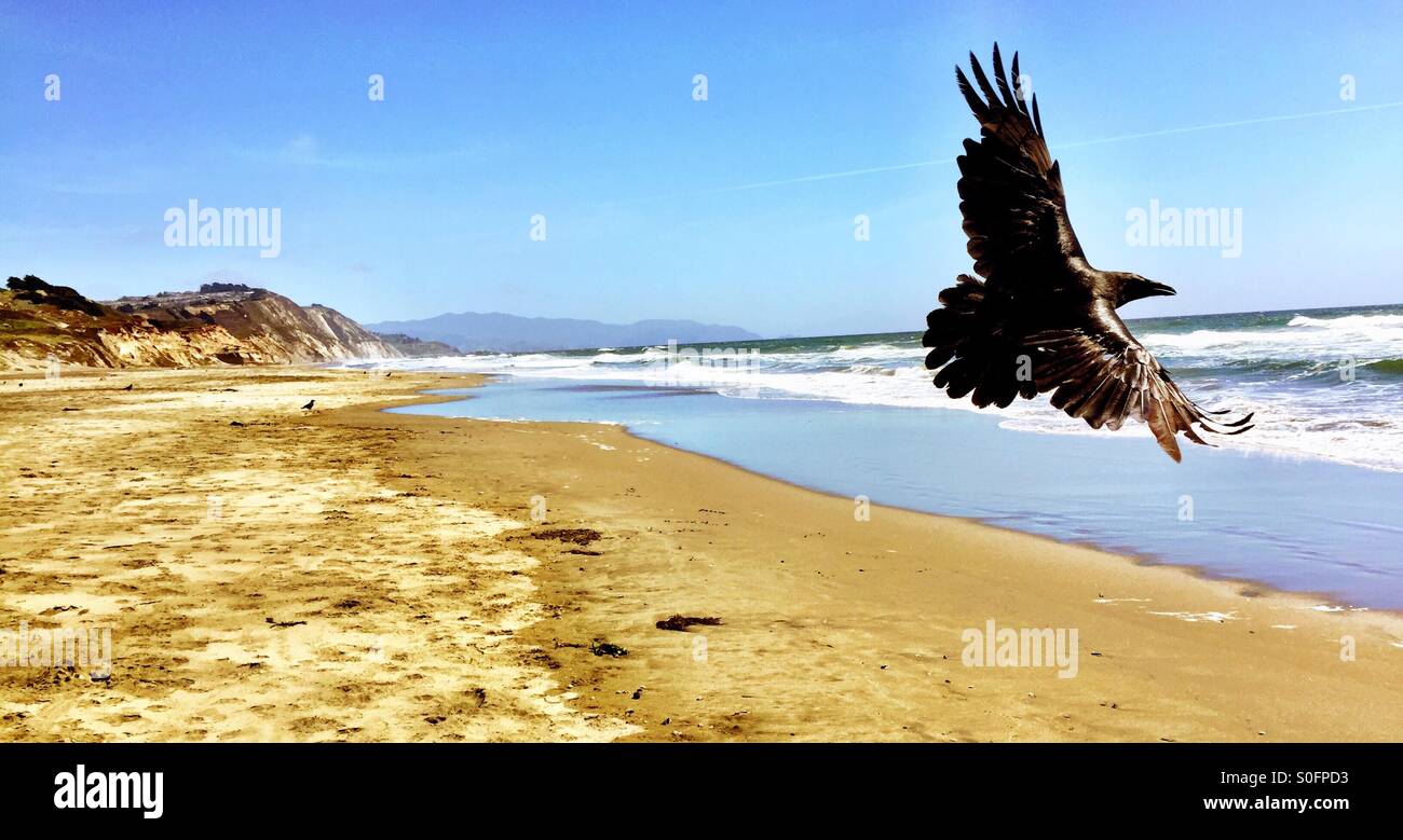 Raven costiero svetta lungo una vasta distesa di vuoto spiaggia della California, apertura alare diffusione nella piena gloria. - Immagine stock catturata con smartphone