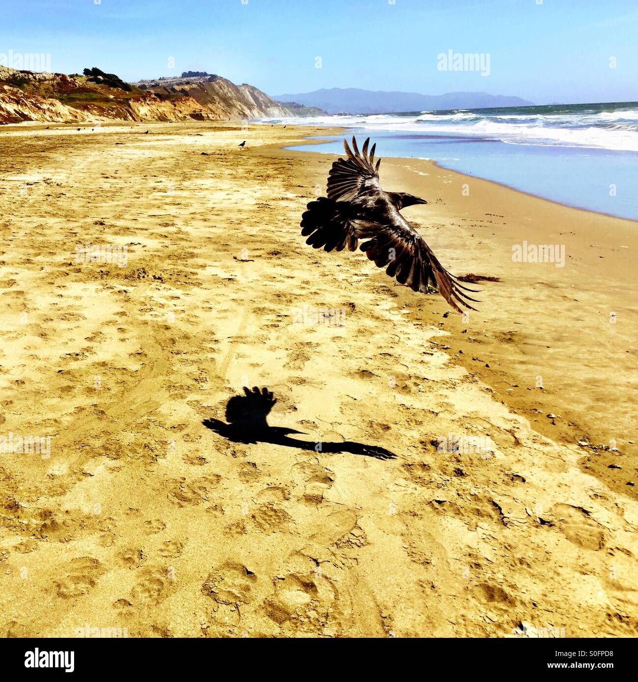 Raven prende il volo, lasciando dietro l'ombra e la lunga distesa di Northern California Beach nel giugno. - Immagine stock catturata con smartphone