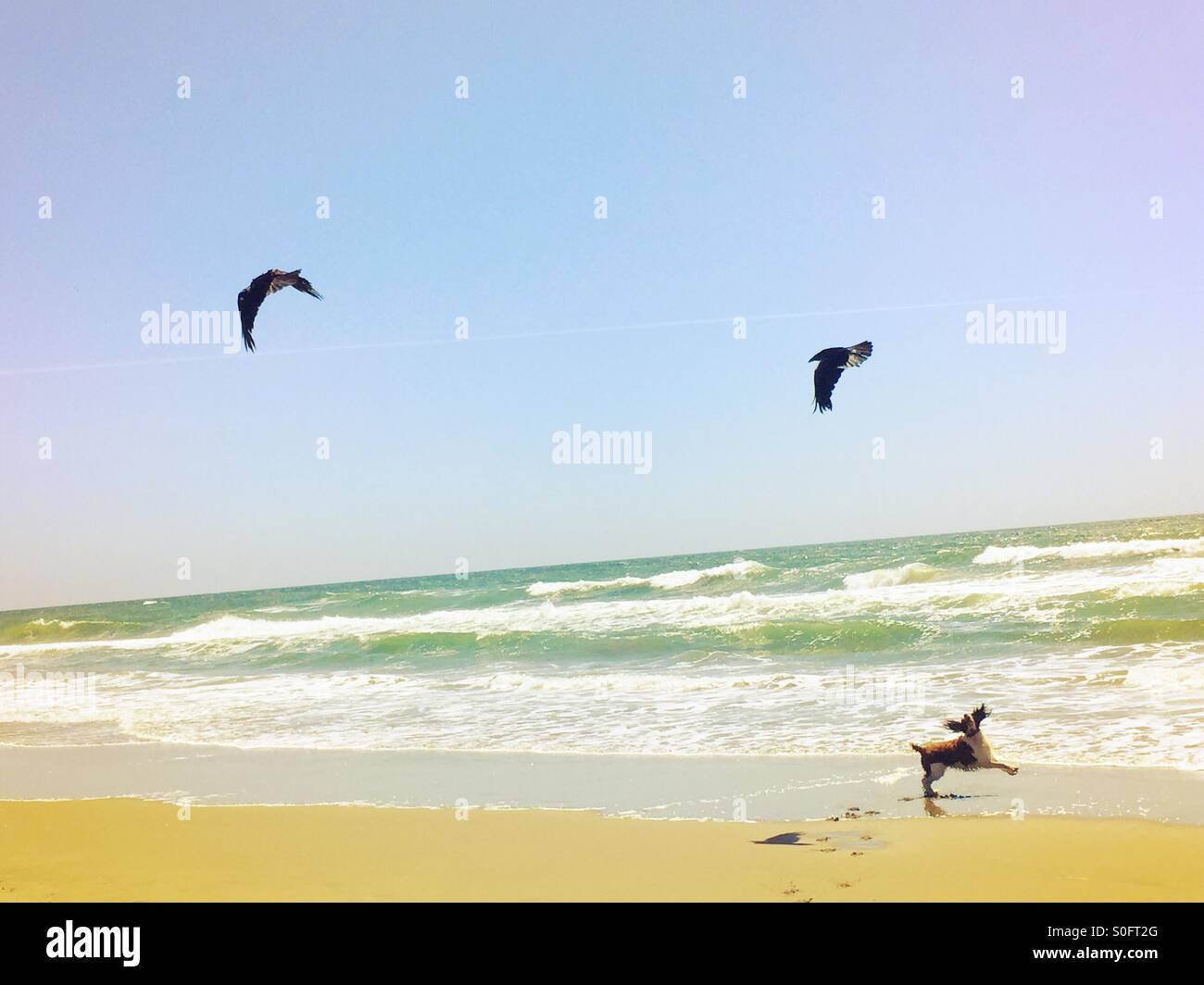 English Springer Spaniel il molleggio di gioia esuberante nel perseguimento di Pacific shore uccelli. Su un sun kissed California beach in estate. - Immagine stock catturata con smartphone
