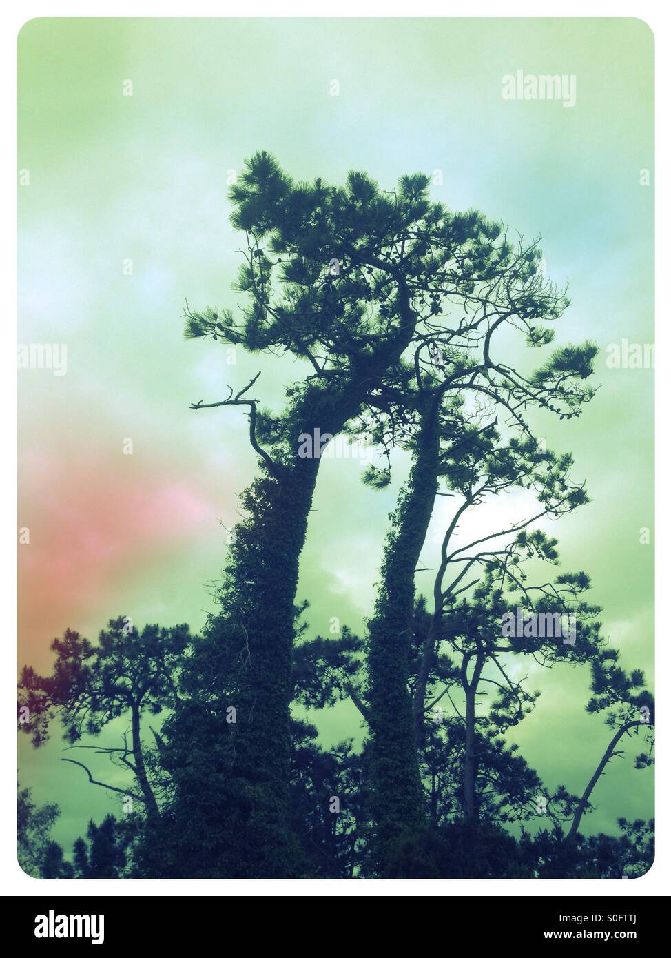 Gli alberi nelle ombre Foto Stock