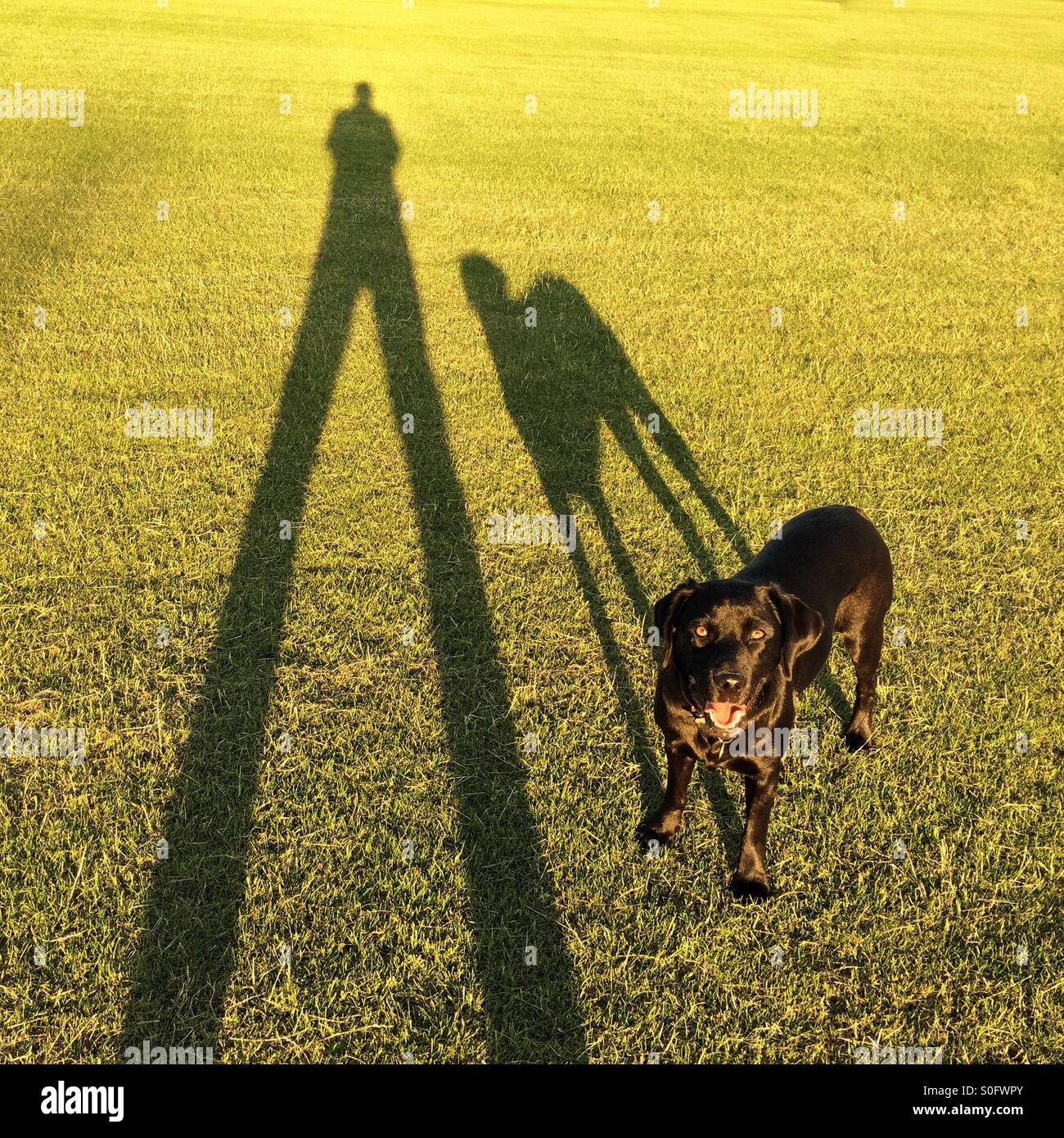 Lunghe ombre dell uomo e cane - Immagine stock catturata con smartphone