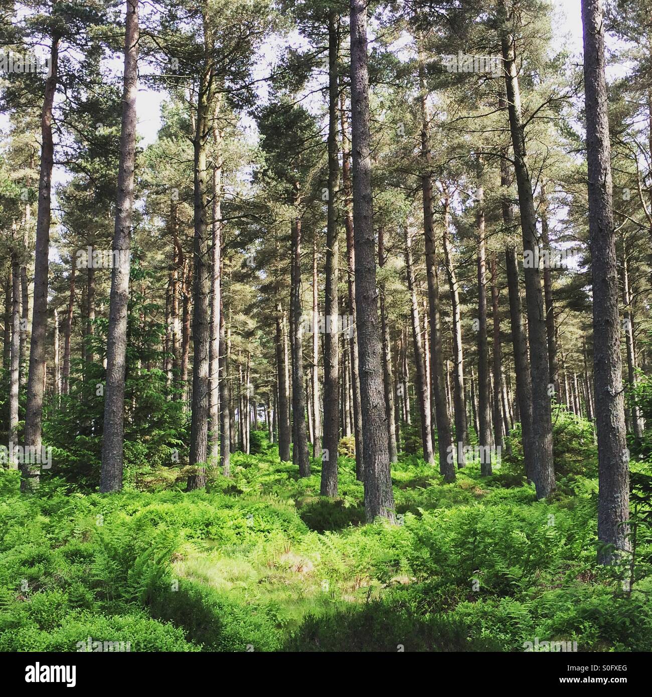 Una foresta di pini in Northumberland, Inghilterra. Foto Stock