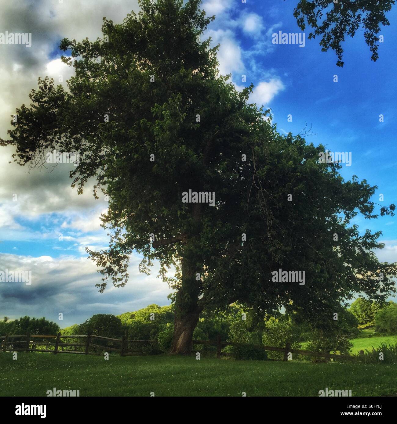 Crooked tree dalla fattoria Foto Stock