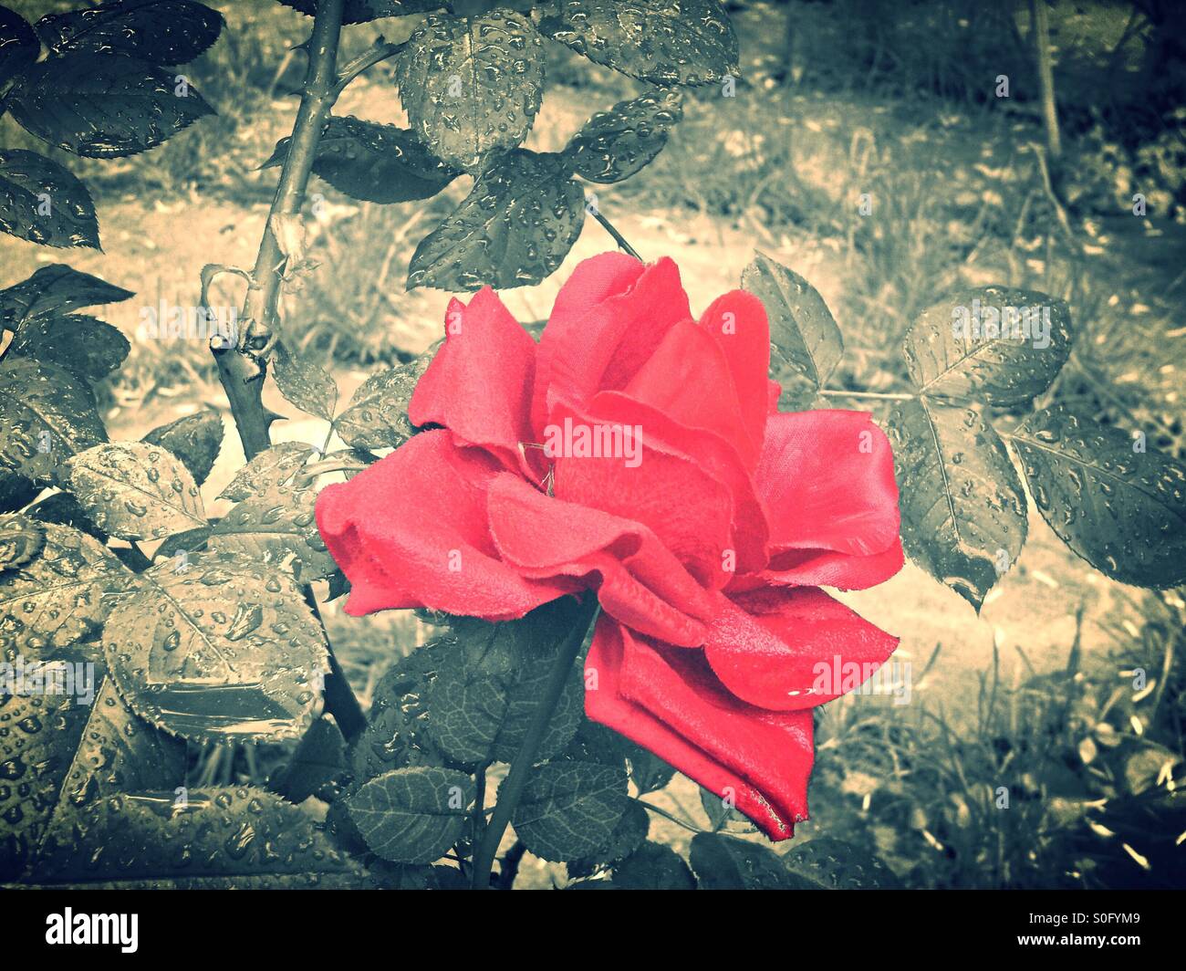 La rosa rossa Foto Stock