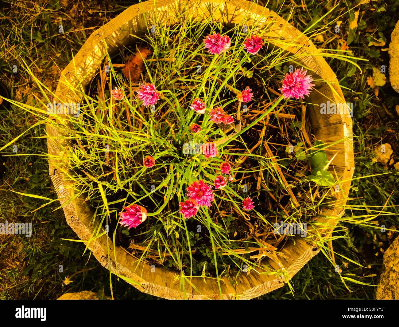 Erba cipollina in fiore Foto Stock