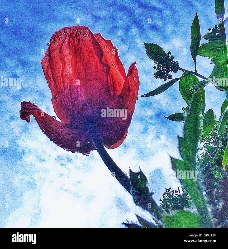 Un papavero rosso contro un cielo blu. - Immagine stock catturata con smartphone