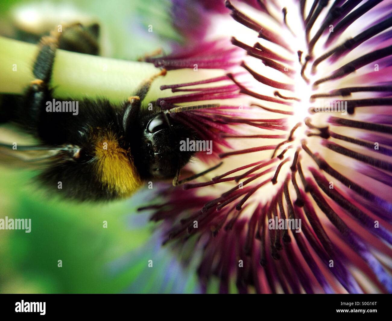 Bee impollinare un fiore della passione Foto Stock