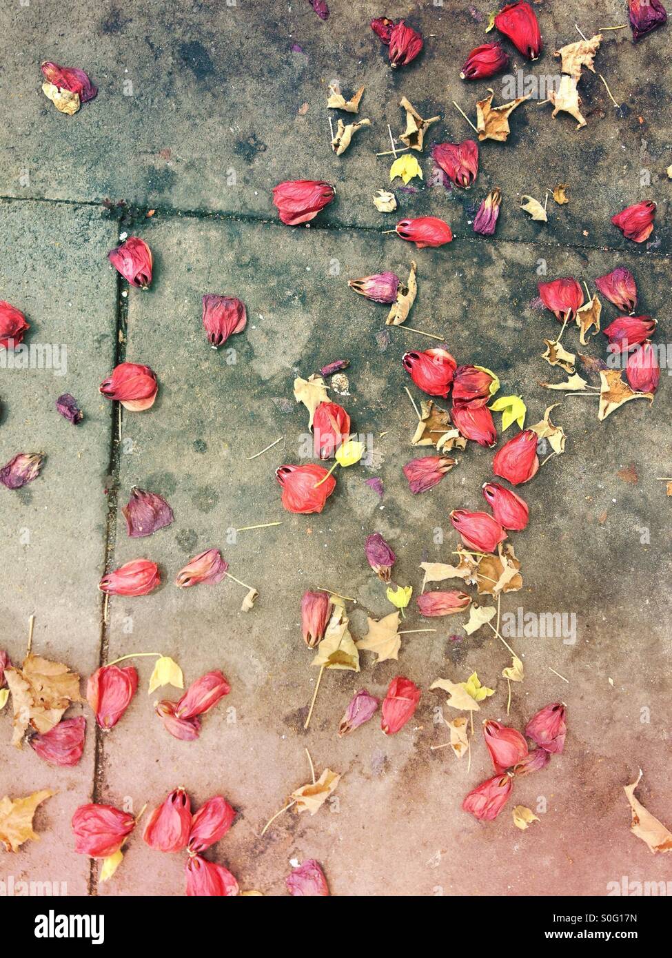 Abutilon petali sparsi su un percorso Foto Stock