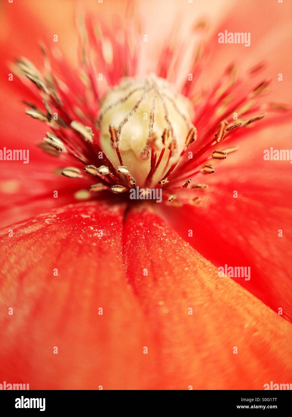 Vista macro di un fiore di papavero - Immagine stock catturata con smartphone