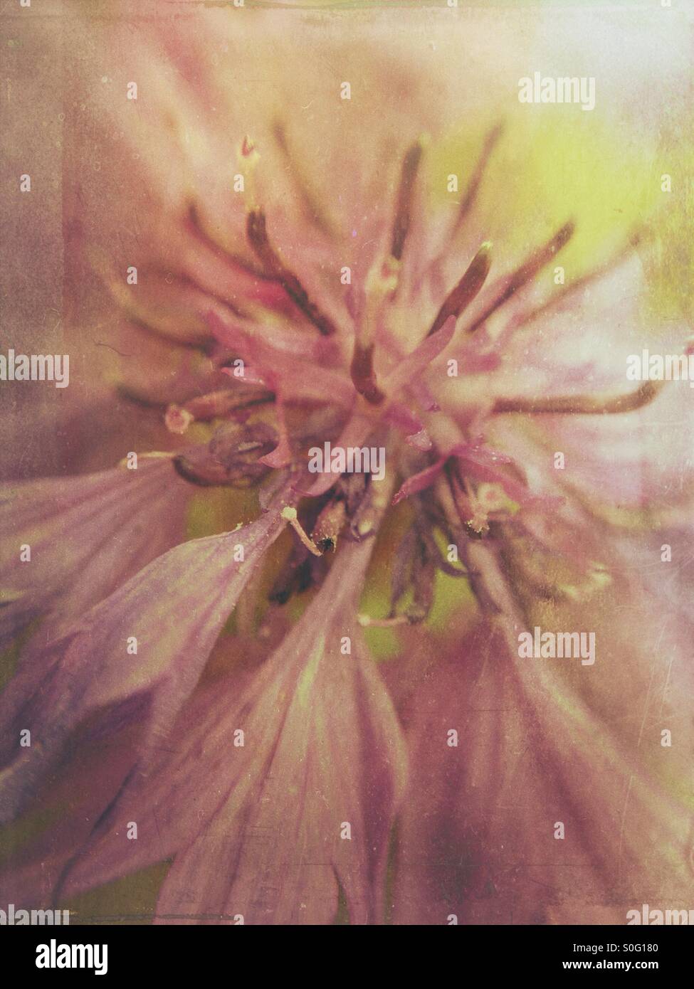 Immagine sognante di fiordaliso - Immagine stock catturata con smartphone