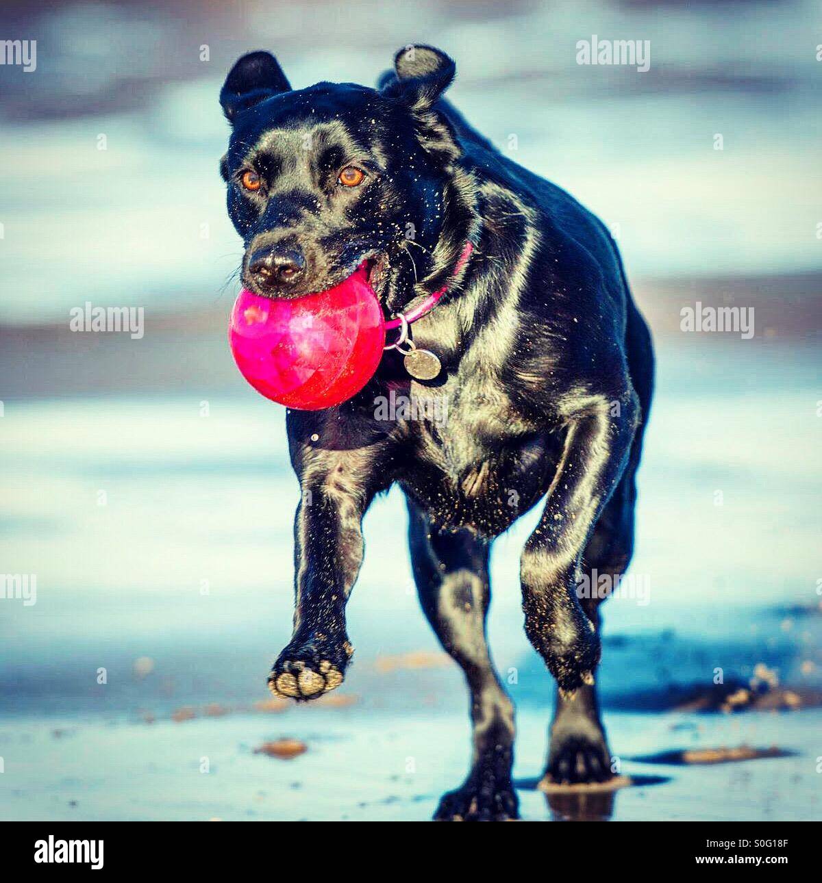Il Labrador nero cane recupero di palla da mare - Immagine stock catturata con smartphone