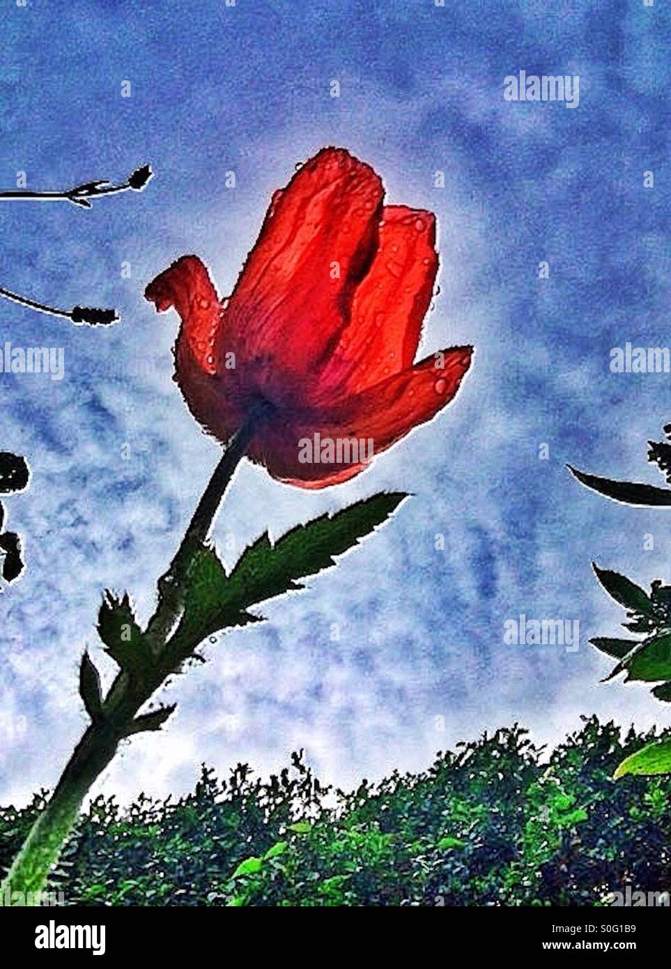 Papavero rosso - Immagine stock catturata con smartphone