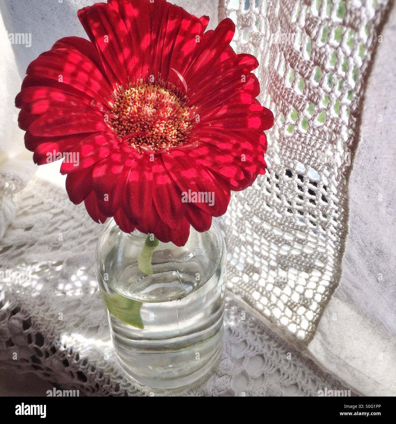 Rosso gerbera daisy in bottiglia di vetro Foto Stock