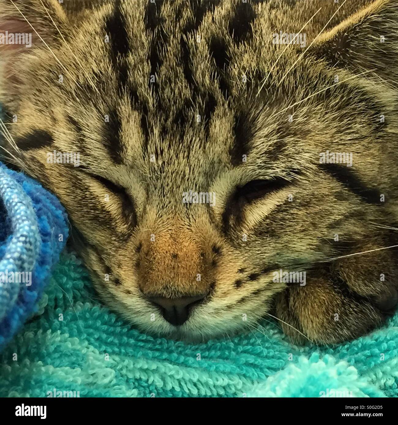 Sleeping tabby kitten Foto Stock