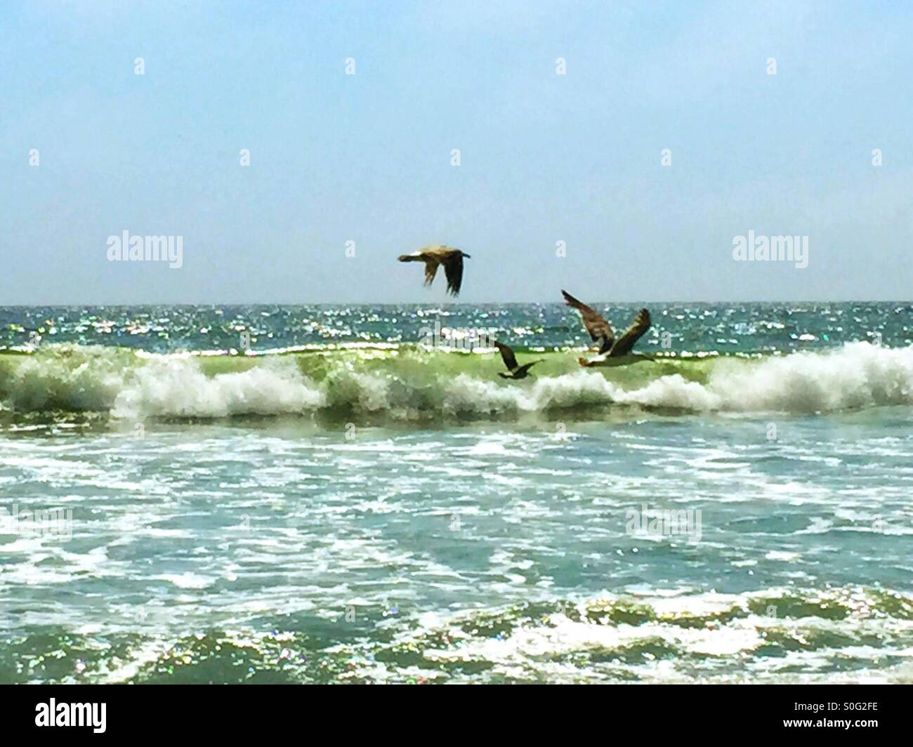 Tre esuberante alianti da un branco di gabbiani cavalcare l'onda generati da correnti di aria verso nord lungo una mite California beach in estate. Foto Stock