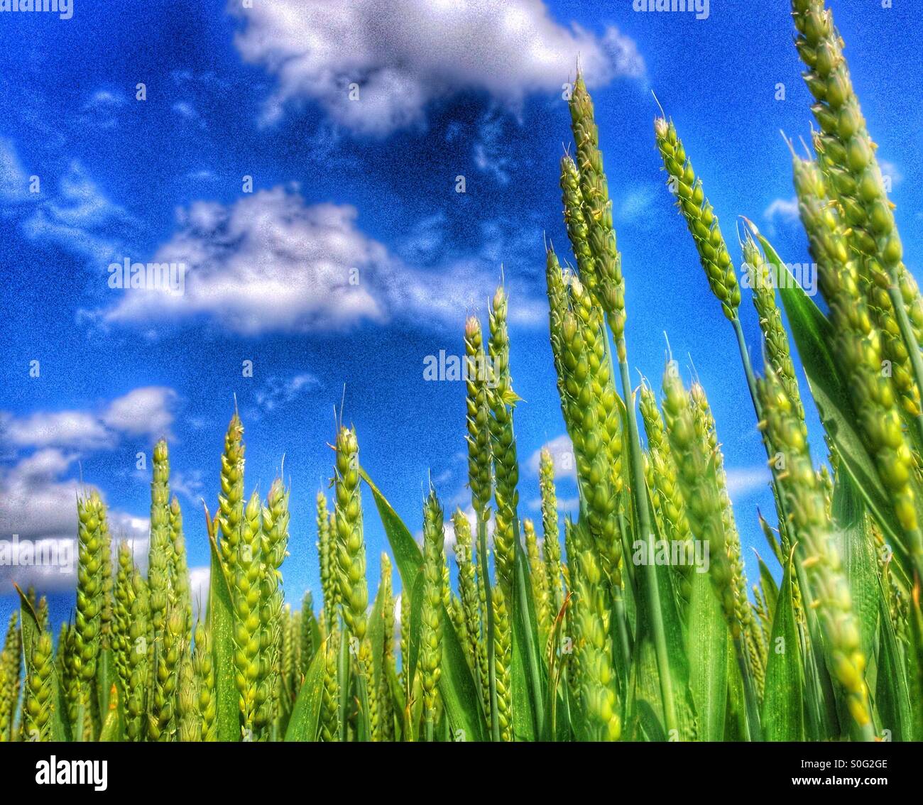 Campo di grano contro il cielo blu Foto Stock